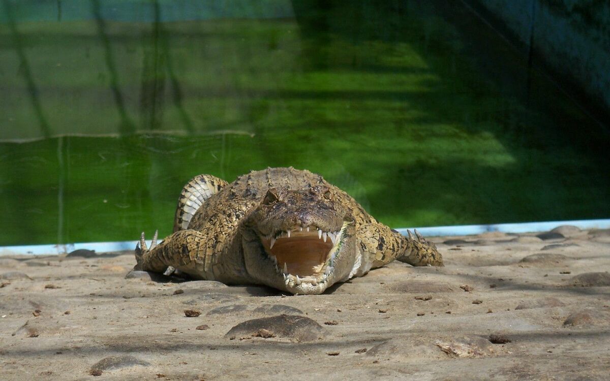 おうちでワニごはん 爬虫類のアイツの気になるお味 文春オンライン