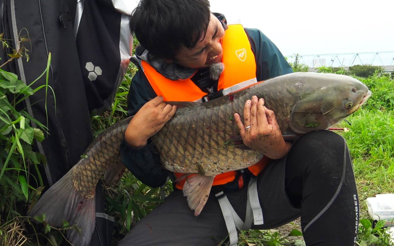エサはなんと 草 大都会の河川で1メートル超えの 怪魚 を釣り上げた 文春オンライン