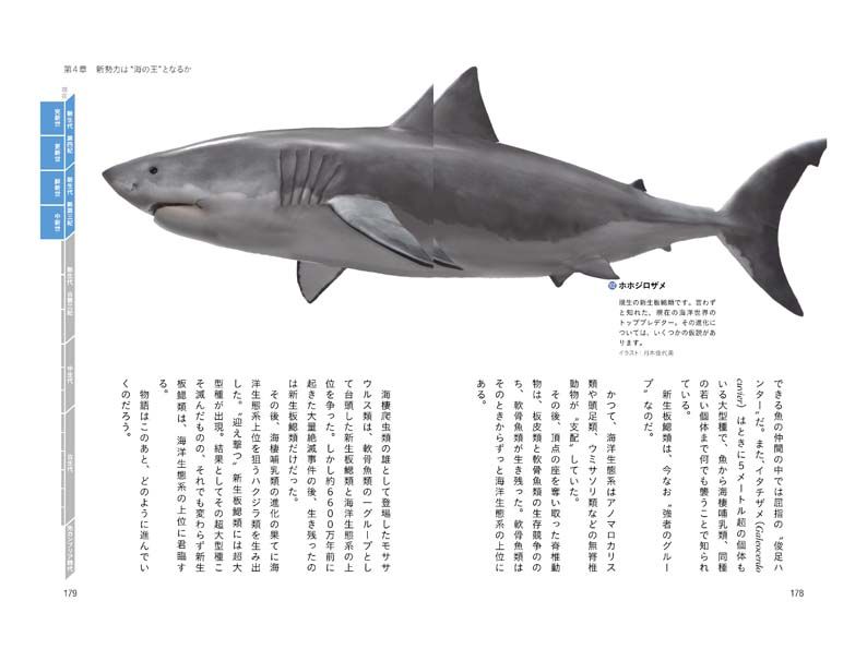 写真 1ページ目 サメたちはなぜ 4億年もの 超長期政権 を維持できたのか 文春オンライン