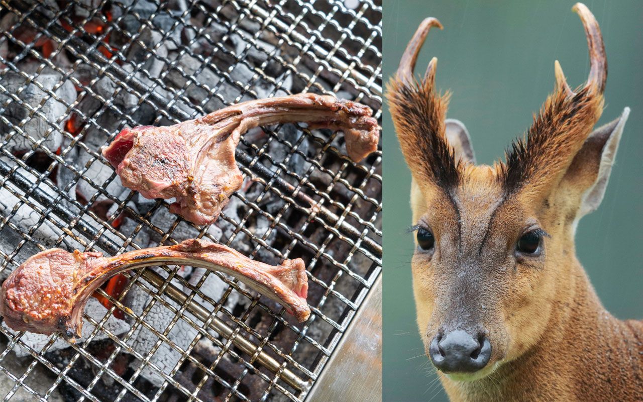 食べてみた〉ラムやマトンほど臭くなくておいしいが… 千葉県で大繁殖し