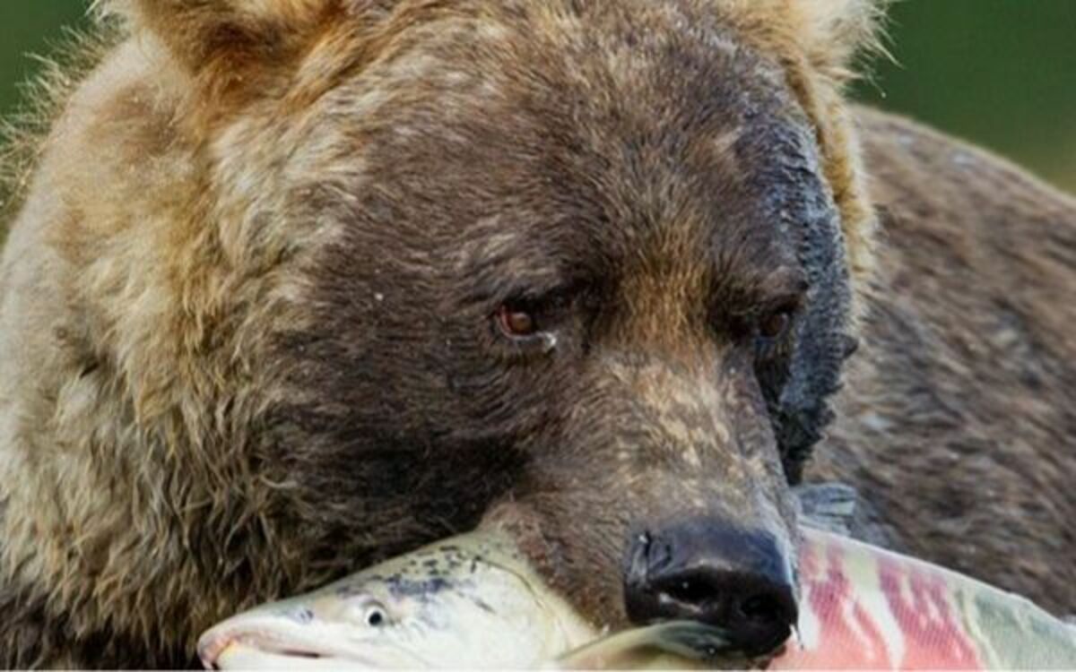 熊 は 人 を 食べる のか