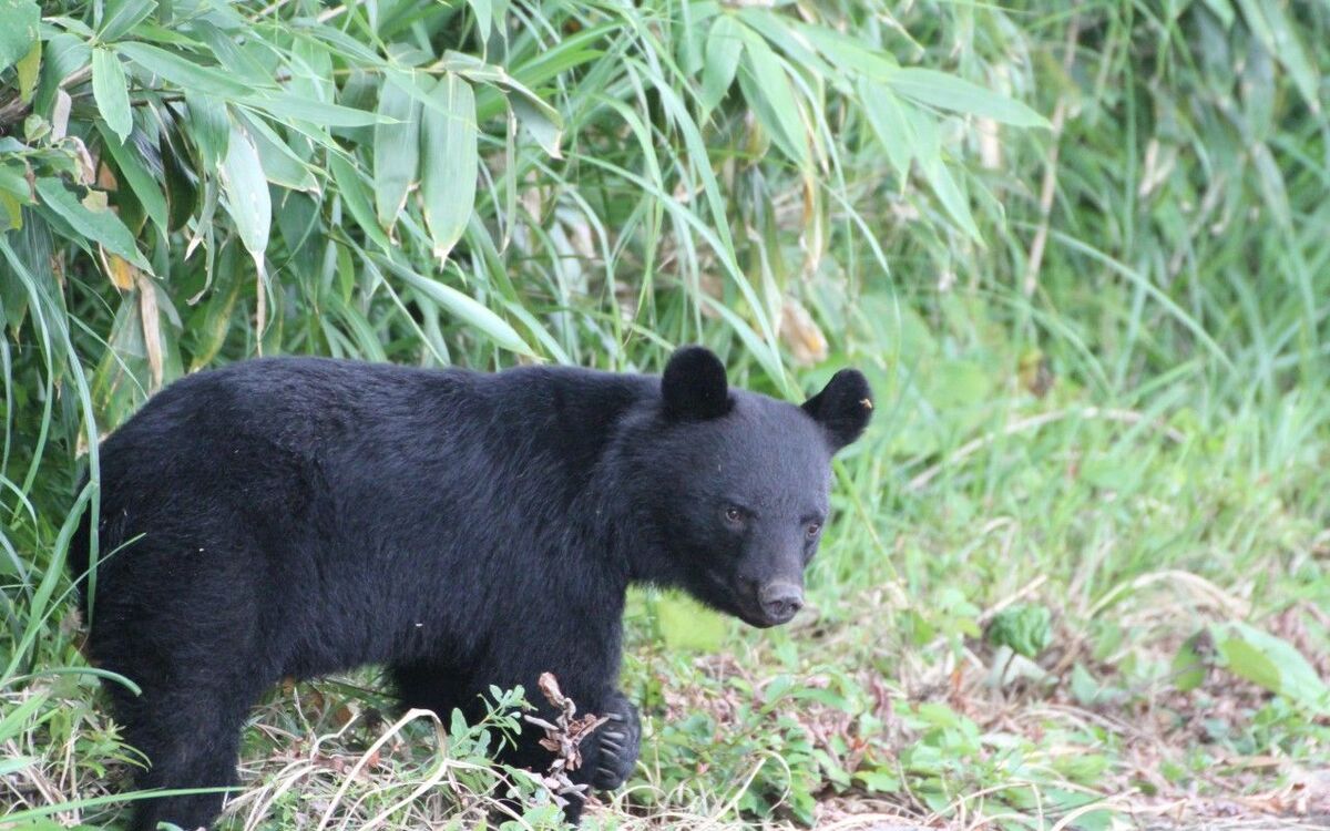 岩手県北上市の瀬美温泉で名物レフェリーの男性従業員がクマに襲われ死亡、司法解剖で死因が出血性ショックと判明