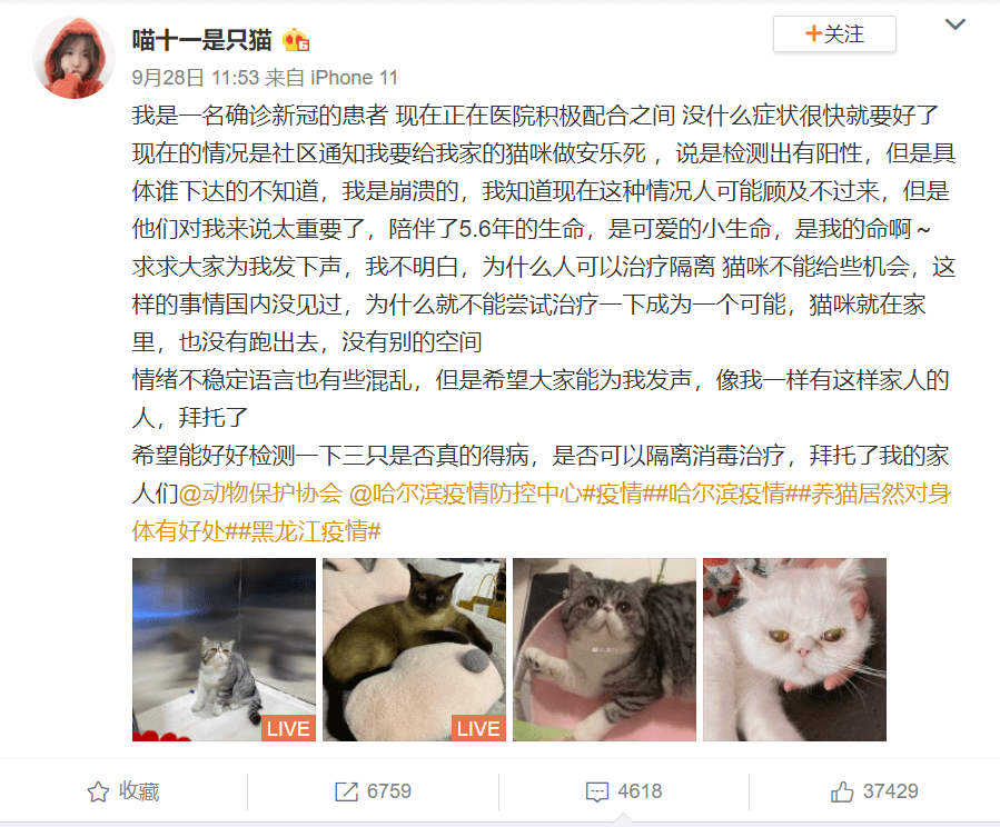 中国 ペット トップ 北京 猫 多頭飼い