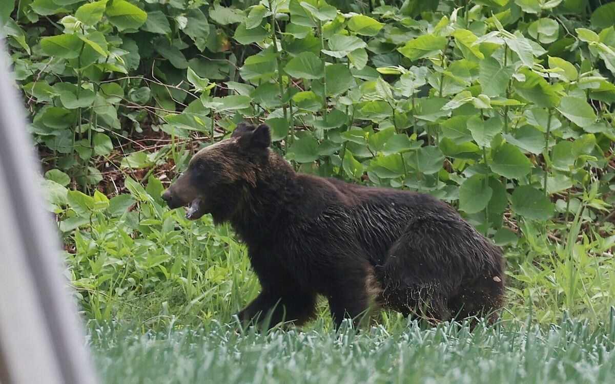 《前代未聞の“ヒグマ”事件》「クマが出ることは、まずありえない…」札幌市街地で4人が襲われる惨事〈凶暴熊を仕留めたハンターが振り返る〉 | 文春オンライン
