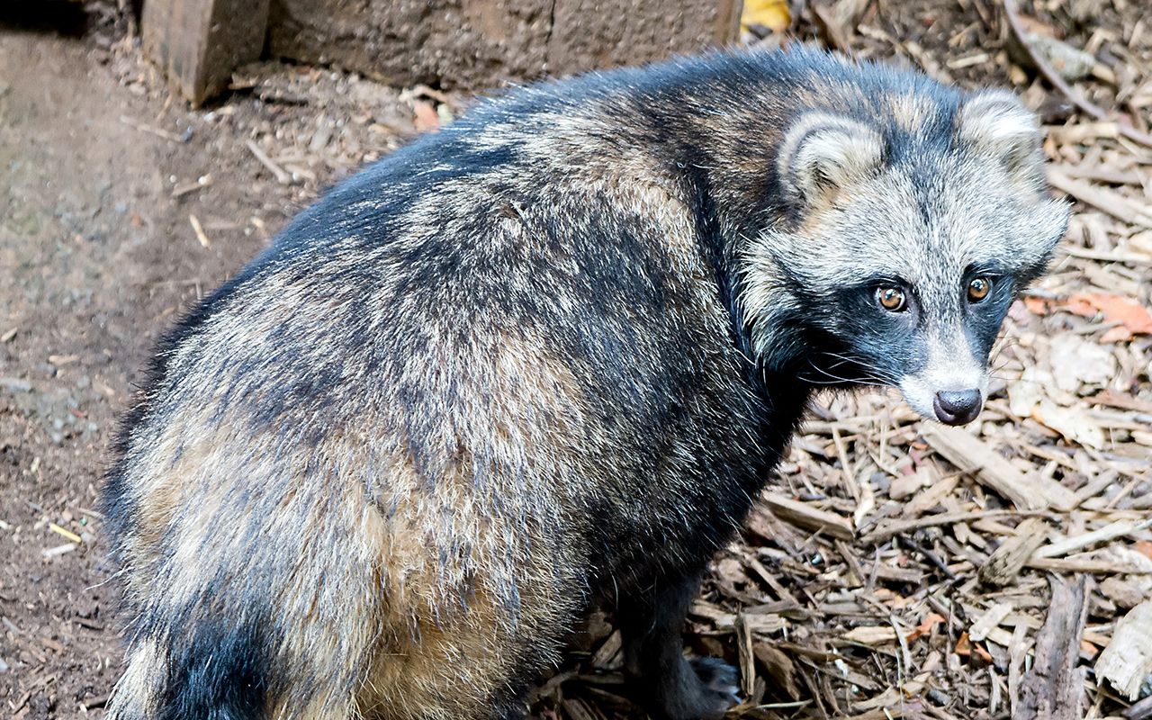 タヌキすごいぜ！》オックスフォード卒タヌキ先生が見た、一組の狸