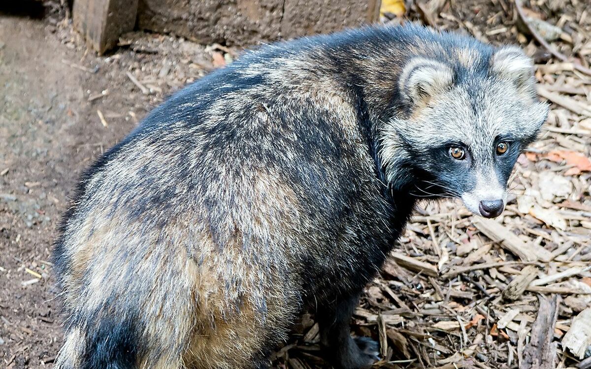 タヌキすごいぜ！》オックスフォード卒タヌキ先生が見た、一組の狸
