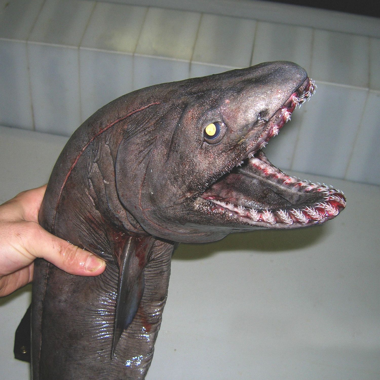 写真 2ページ目 閲覧注意 ギョギョ ロシア発 深海魚 インスタ漁師を直撃取材 文春オンライン