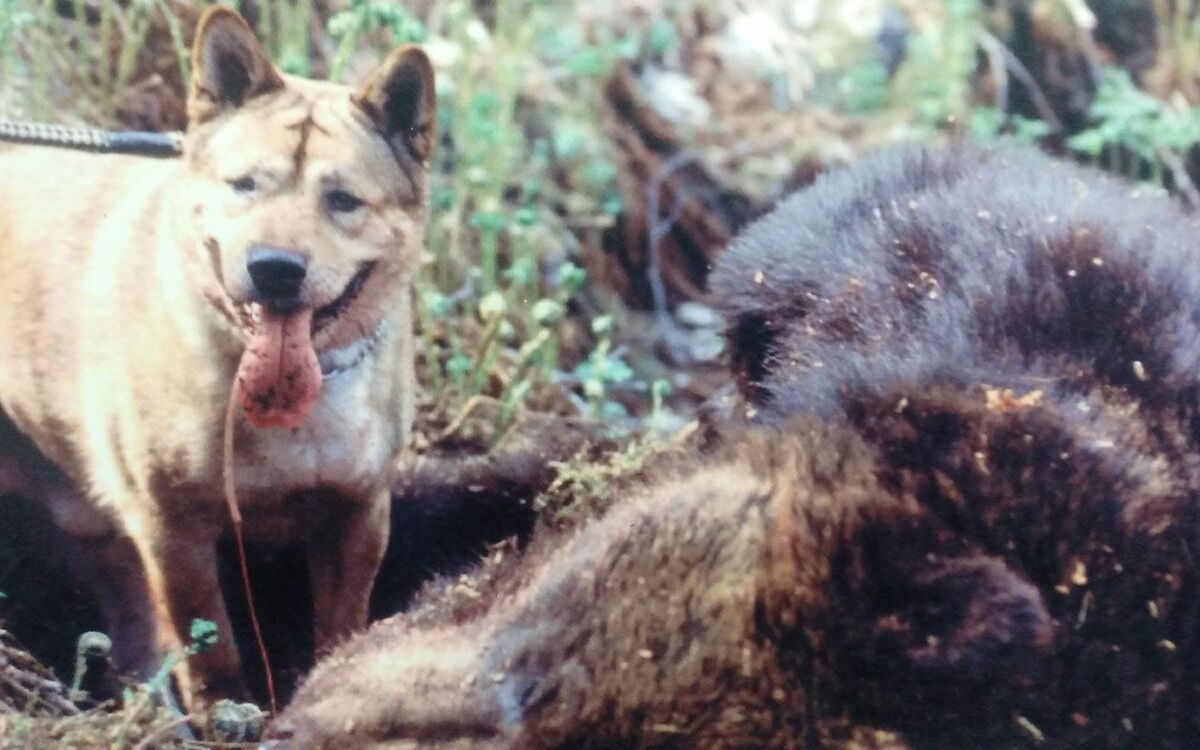 自分の犬、撃っちまったのさ」巨大ヒグマを追い詰めた紀州犬“熊