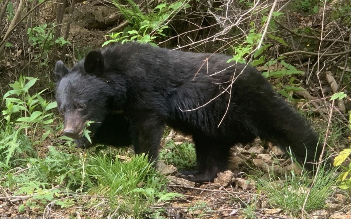 「顔面への攻撃が圧倒的」「自宅の庭で遭遇するケースも…」クマ被害急増、秋田の救急センター長が指摘する“クマを暴走させてしまうNG行動”とは？ | 文春オンライン