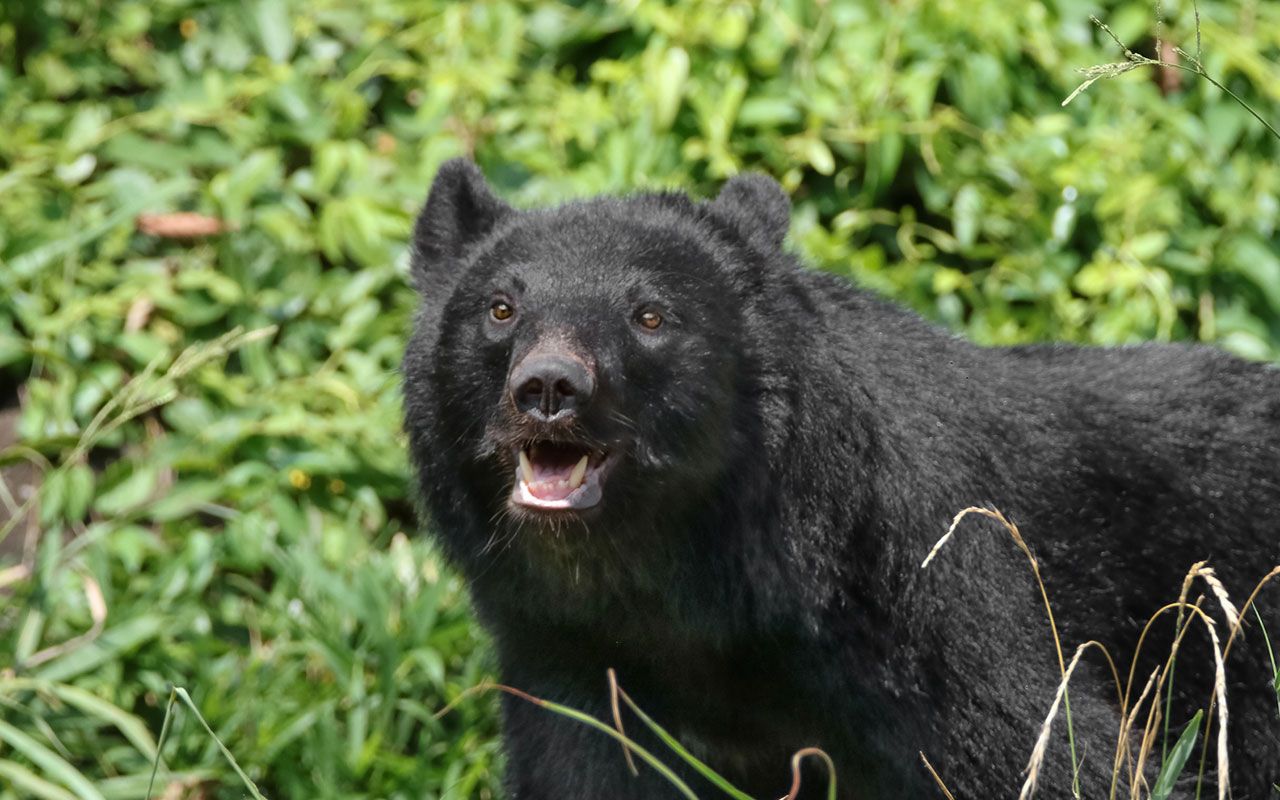 クマに食われ、頭蓋骨だけ発見された男性登山者の手帳に書かれていた“悲劇の真相”…秩父の山中で何が起こったのか | 文春オンライン