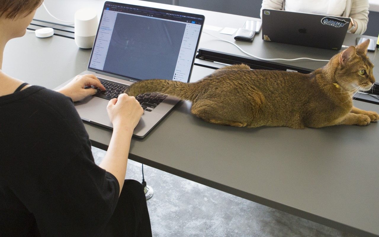 職場でちゅ るおねだり しっぽでキーボードにジャマ猫 自由すぎる ネコ様 の生態 文春オンライン