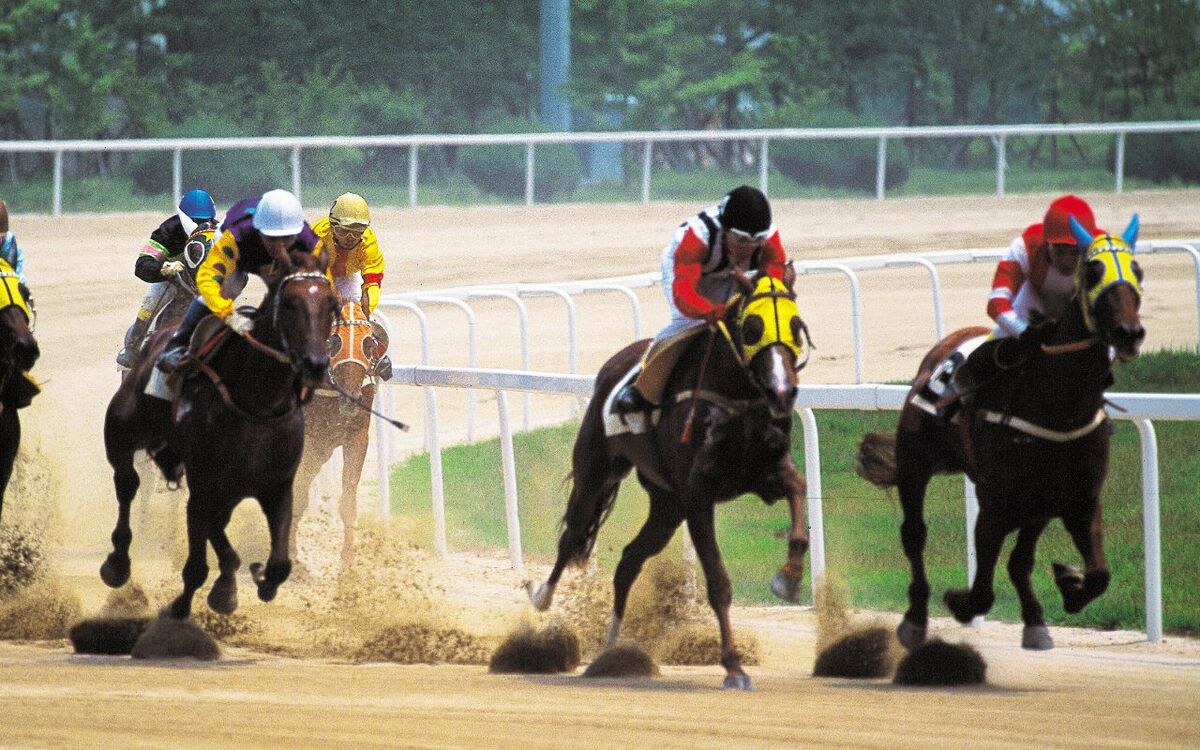 引退した競走馬の多くは行方不明になっている」問題を知った『ウマ娘』ファンにより“一匹の高齢馬”に集まった大きな支援「ゲームが社会を変えた」 |  文春オンライン