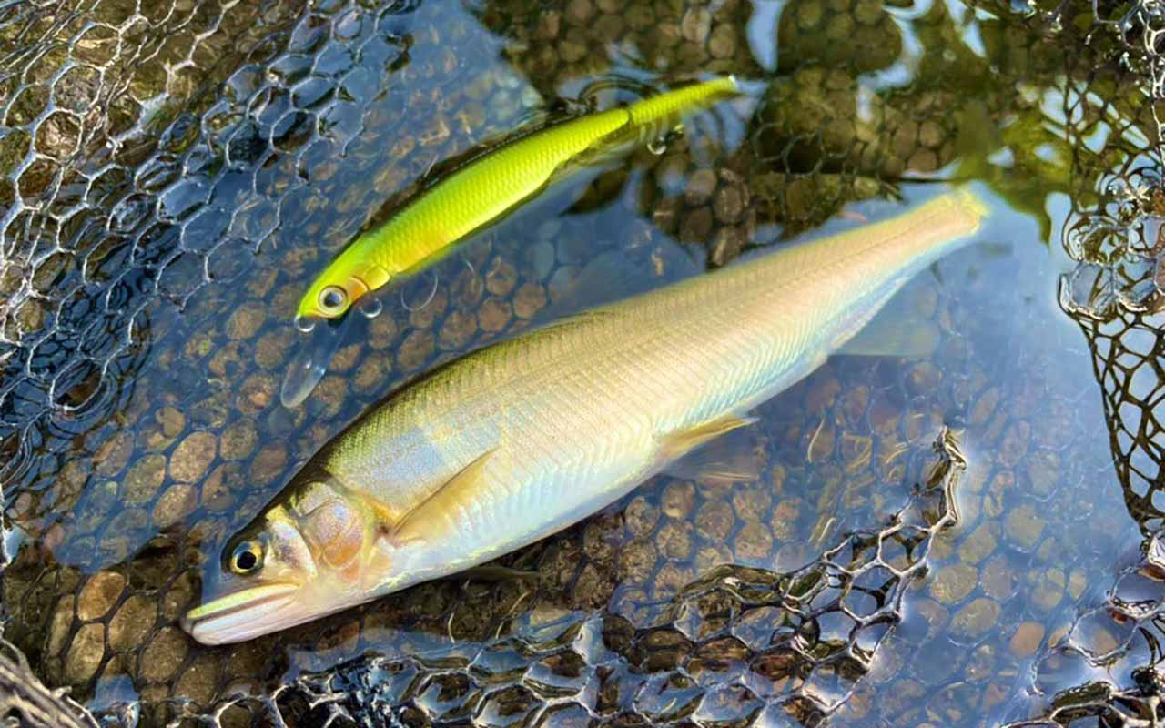 多摩川の天然鮎が手軽に釣れる ルアーを使った アユイング がアツい 納得の理由 文春オンライン