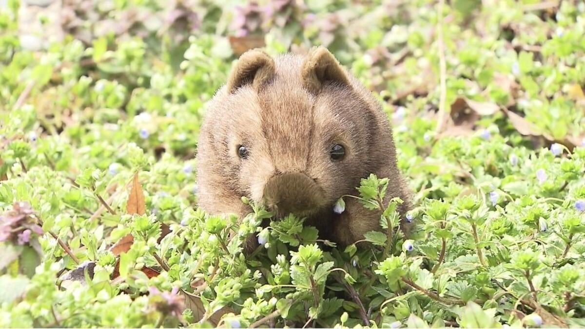 リアルすぎる」ウォンバットのキーホルダー SNSで話題に…飼育員