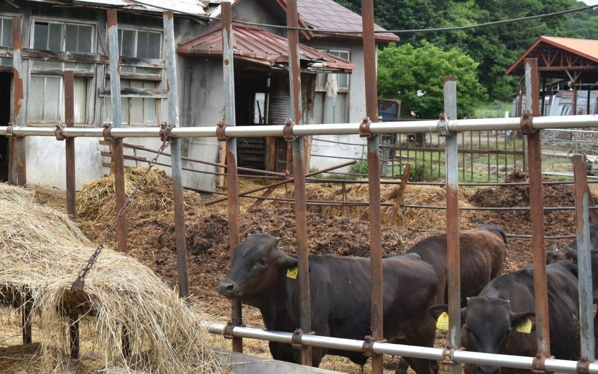 かつての小学校から牛が次々と出てきた…平成9年に「廃村」になった北海道の集落で目にした“驚きの光景” | 文春オンライン