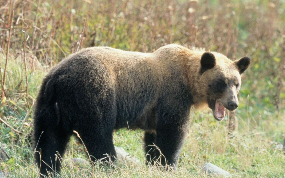 クマの腸を引きずり出して…手負いのヒグマと格闘、一命をとりとめたハンターが恐怖心を押し殺して“現場”に立ち続ける理由 | 文春オンライン