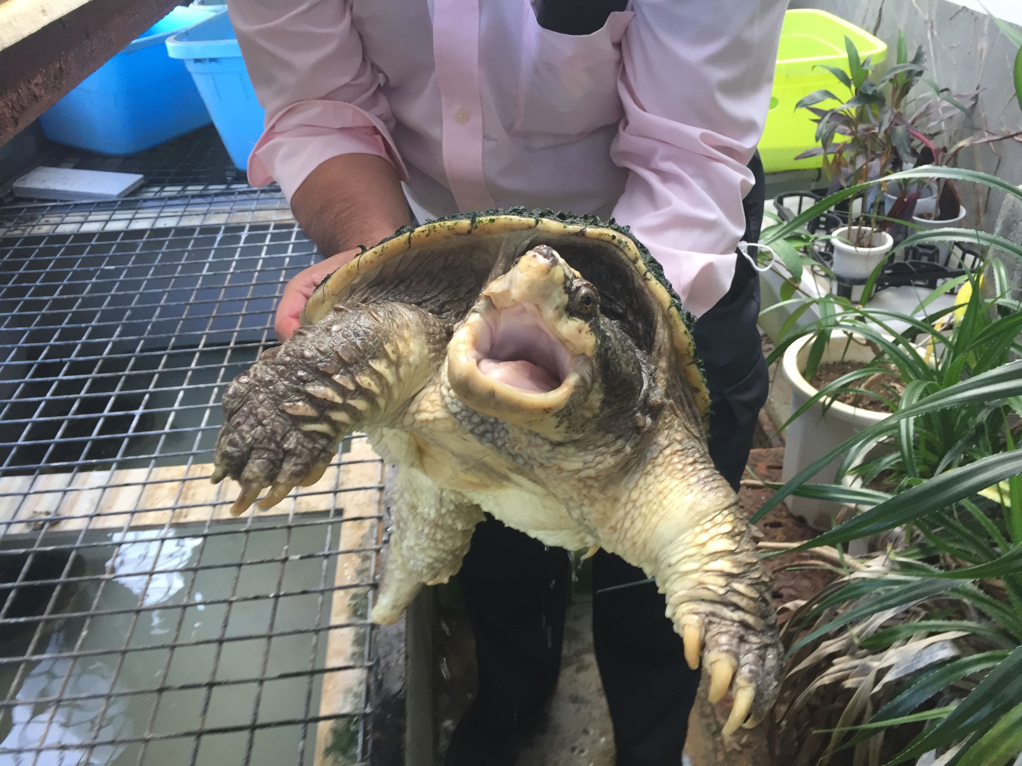 写真 9ページ目 都市に潜むニシキヘビ 巨大トカゲ ワニ ガサ入れで押収された 危険なペット たち 文春オンライン