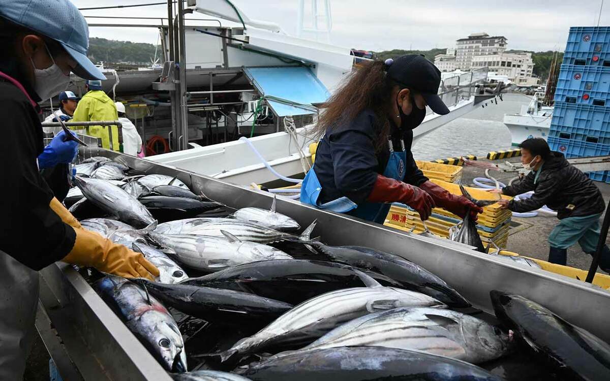 2ページ目)カツオが豊漁？ ニュースの裏にある真実「いま“土佐の