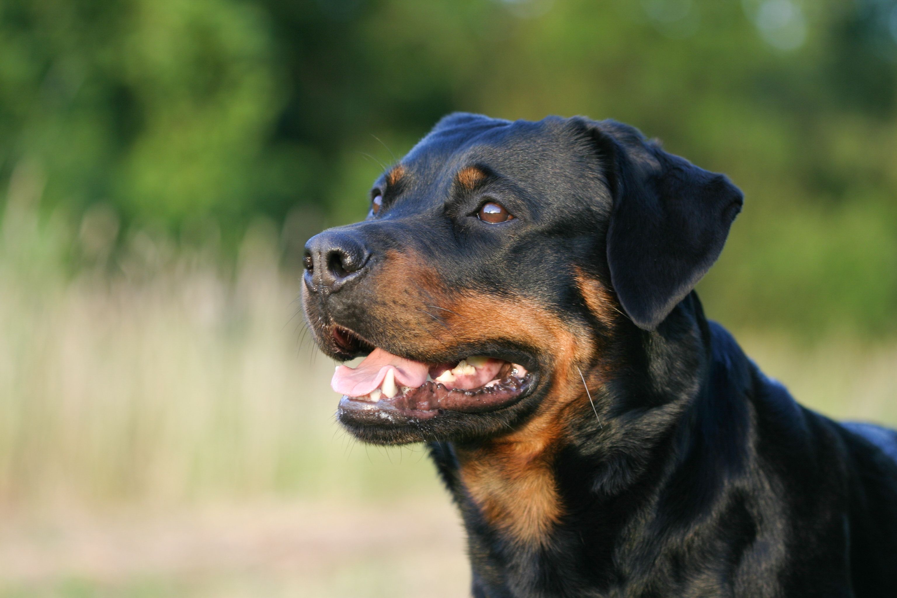 犬に顔を噛まれて33針縫った女性 の嘆き 愛犬家の過信が招く最悪の結末 文春オンライン Goo ニュース