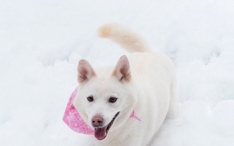 犬捨て山で生まれた雑種 まるこ がセラピードッグになるまで 文春オンライン