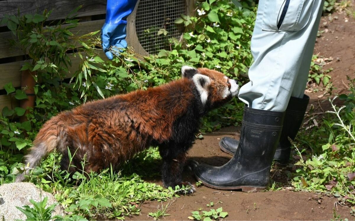 「じっと見つめられたら胸がキュンと」「勘違いしてしまう…」レッサーパンダ風太くんのファンたちが語る“ときめき”の正体 | 文春オンライン