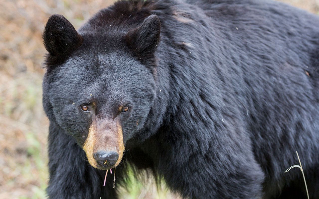 2ページ目)ツキノワグマの捕獲に向かった研究者が体験した“恐怖の6時間” 「大型哺乳類研究者の死因ナンバーワンは…」 | 文春オンライン