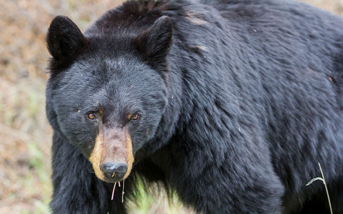 ツキノワグマの牙 無加工 良質 品番３ No