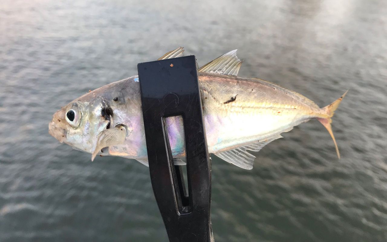 写真 3ページ目 ダイソーの 100均釣り具 で釣れるのか 堤防で検証してみると意外な大物が 文春オンライン