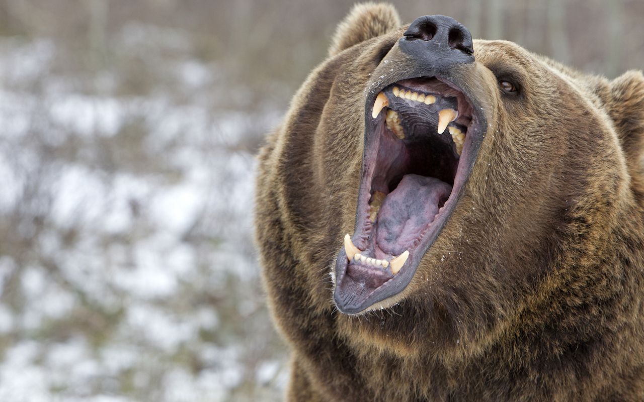 熊の牙 歯 ヒグマ ⑪ - 各種パーツ