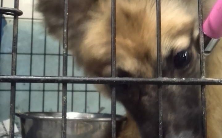 3ページ目 死んだ犬は弁当ゴミと一緒に処理 餌は2日に1回 水は川から 元従業員が告発 悪質ペット繁殖業者逮捕 ペットブームで飼育頭数は2倍強に 文春オンライン