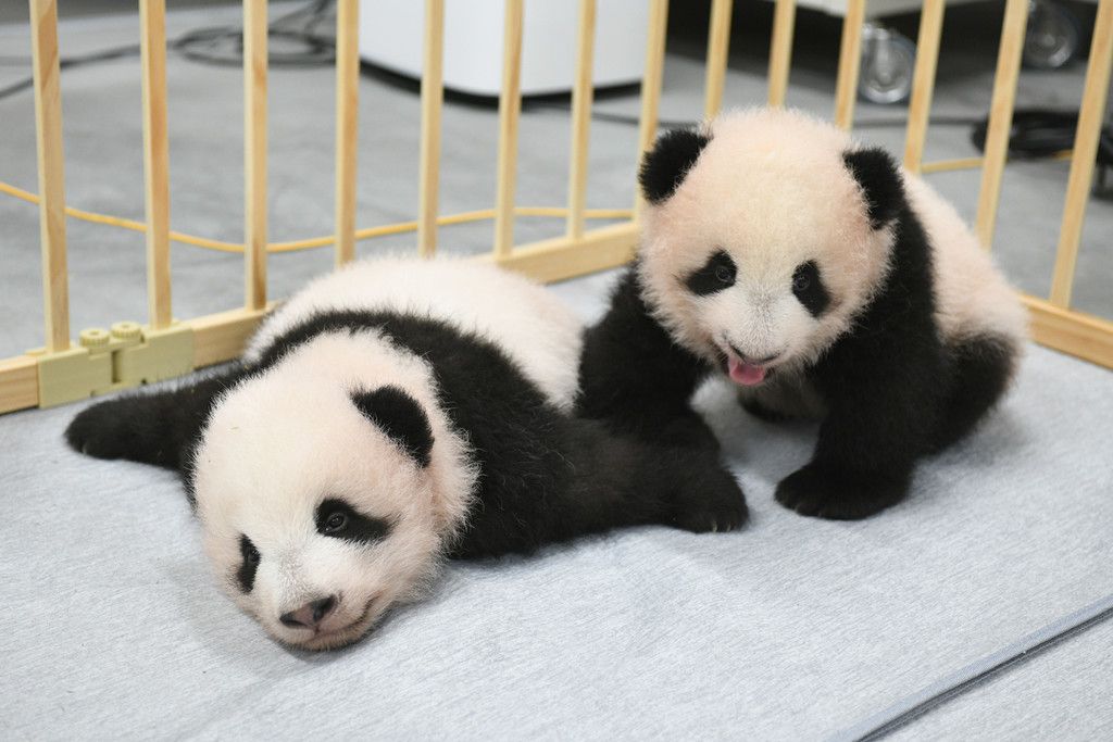 上野動物園の双子パンダ名前決定 シャオシャオ と レイレイ 文春オンライン