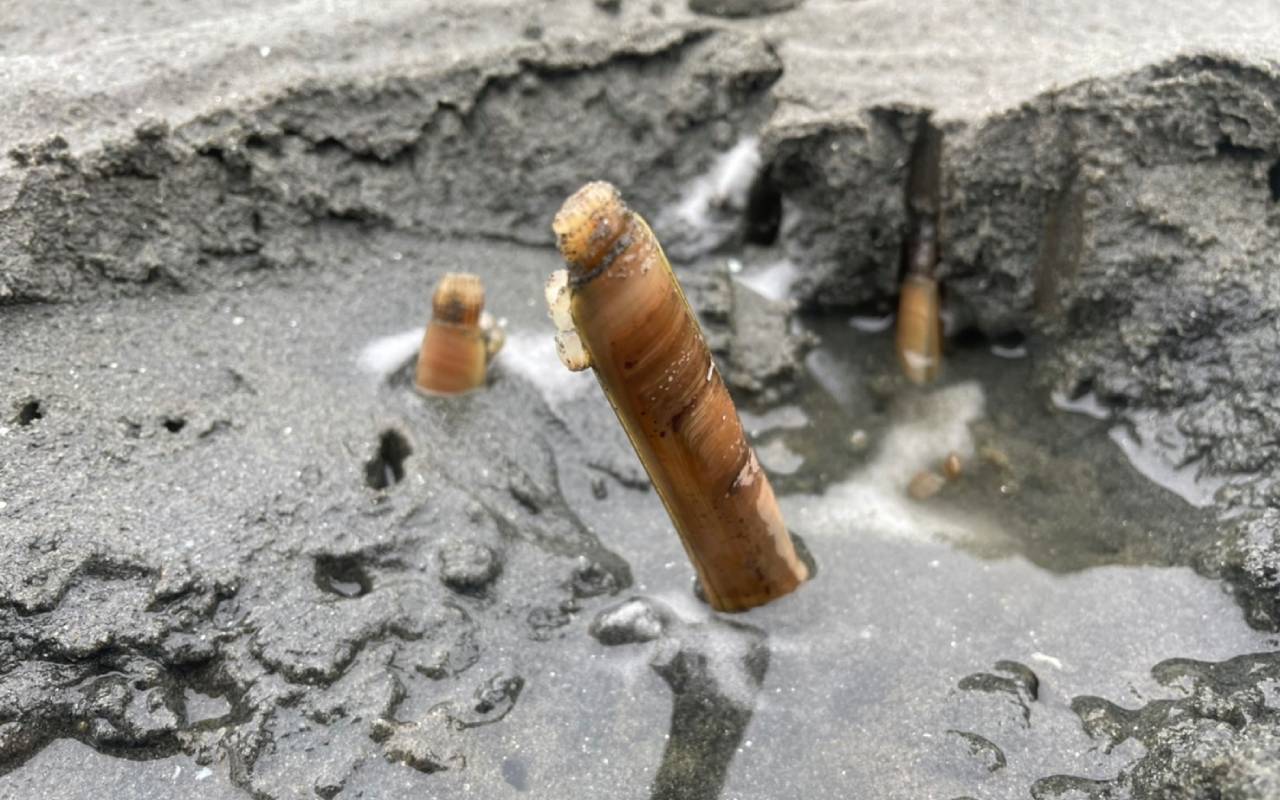 穴に塩を入れると奇妙な貝が 東京湾の干潟に生息する マテガイ を採って食べてみた 文春オンライン