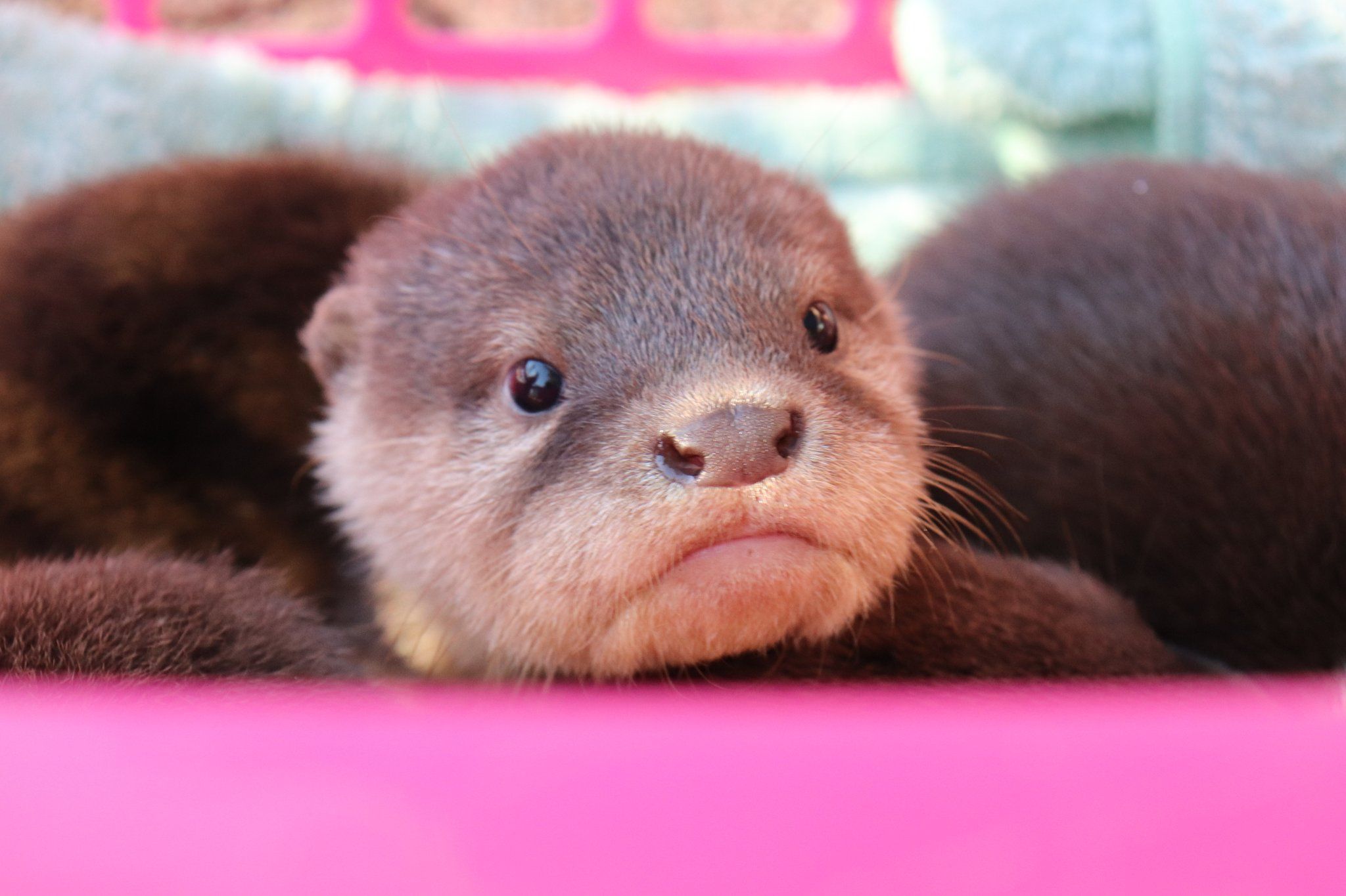 桂浜水族館 コツメカワウソ誕生お祝い 授乳が始まると お父さんはどうしていいかわからず 文春オンライン Goo ニュース