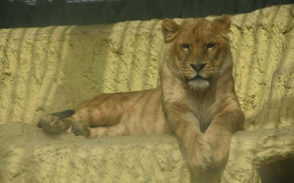 5ページ目 熊本地震から5年 ライオン脱走デマ で大混乱 あの動植物園が直面していた 2つの危機 文春オンライン