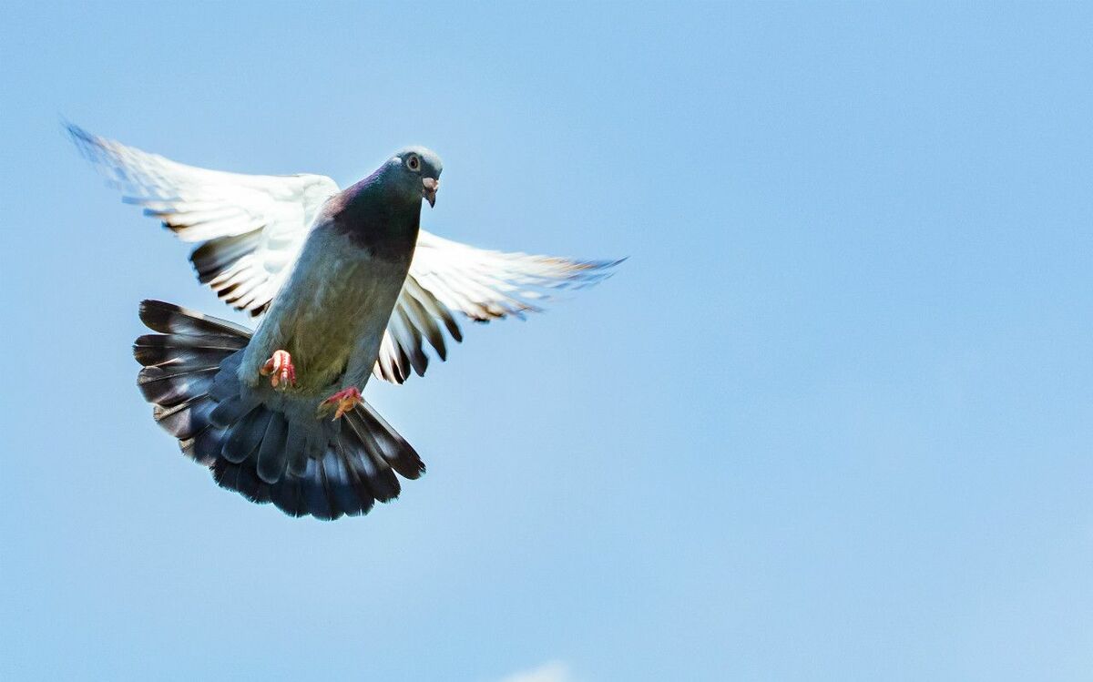 1960年代まで数百羽の「伝書鳩」が新聞社で活躍していた | 文春オンライン