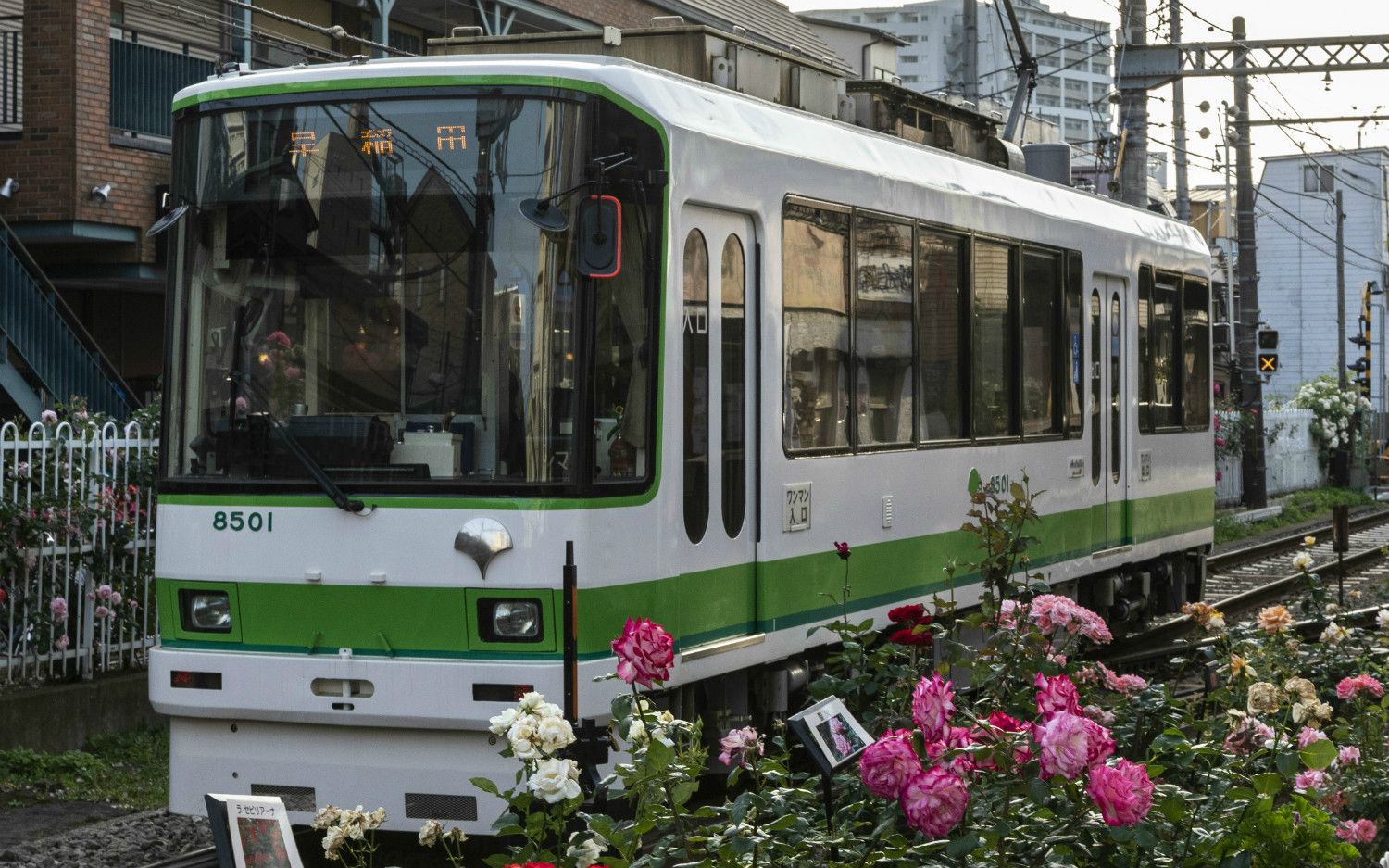 正直 バラだよなぁ 東京さくらトラムに荒川区が 苦笑する 事情 文春オンライン