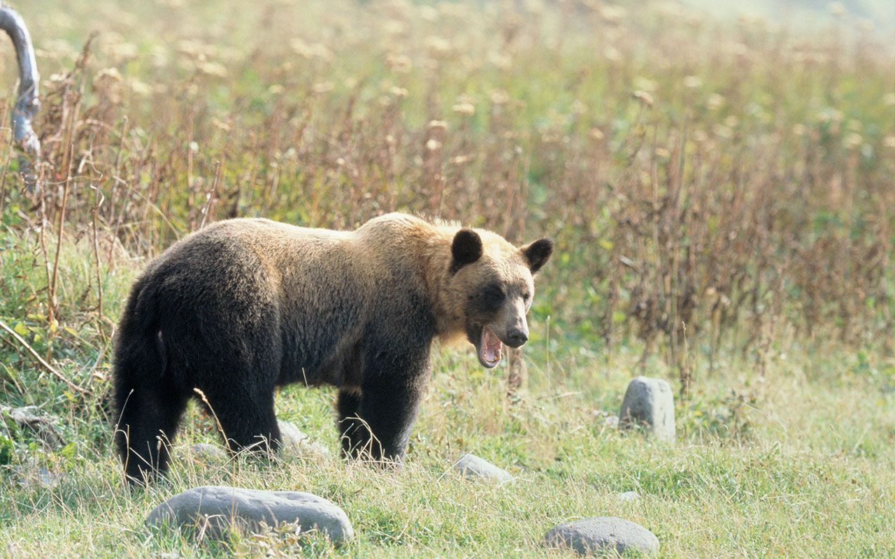 ヒグマ対策の危機：北海道猟友会が駆除辞退、増加するクマと減少するハンターの実態 | 文春オンライン