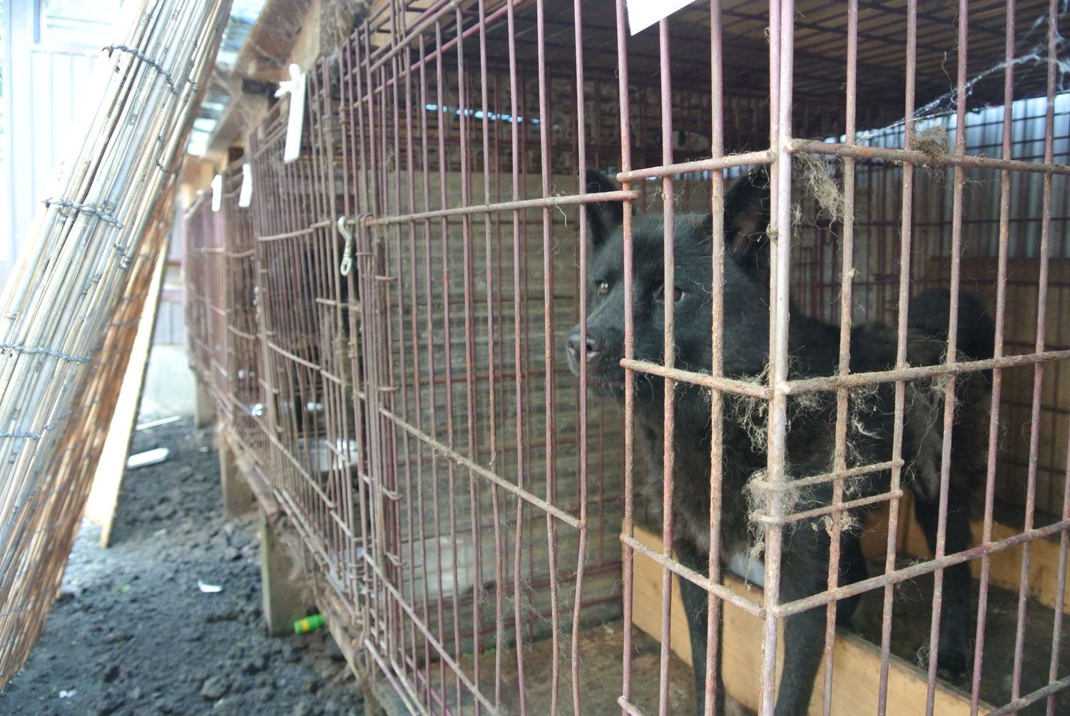 写真 2ページ目 生まれたばかりの子犬5匹のうち2匹がすでに死んでいて ペット繁殖業者の 生々しい実情 を衝撃ルポ 文春オンライン