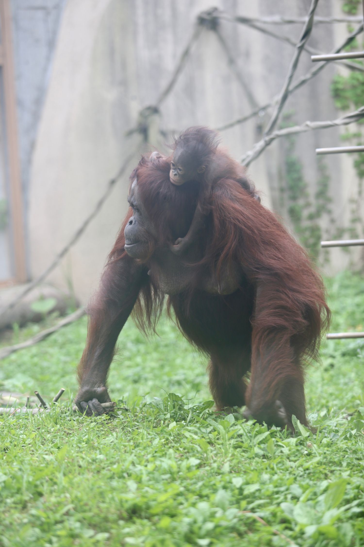 写真 6ページ目 札幌 円山動物園 ちょっと退屈 していたオランウータンと人間との 信頼の物語 文春オンライン