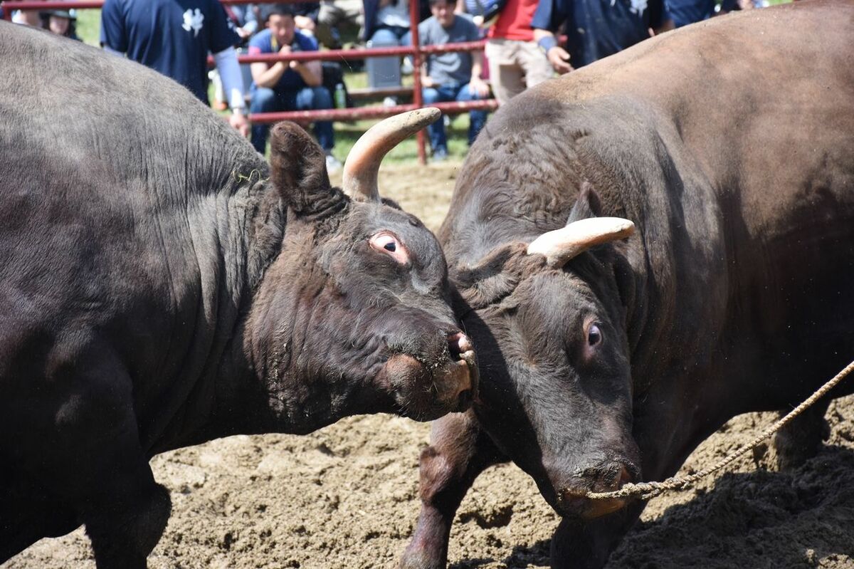 img_71d54e2e634f38efb5d44bdaa2