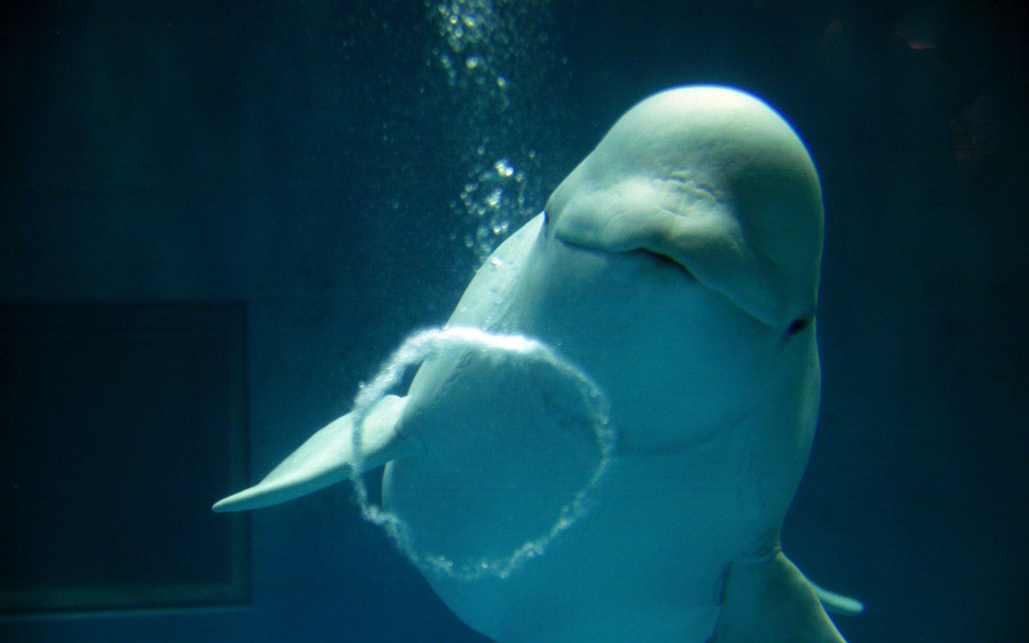 写真 5ページ目 水族館プロデューサー中村元 弱点だらけの水族館を再生する方法 水族館哲学 番外編 文春オンライン