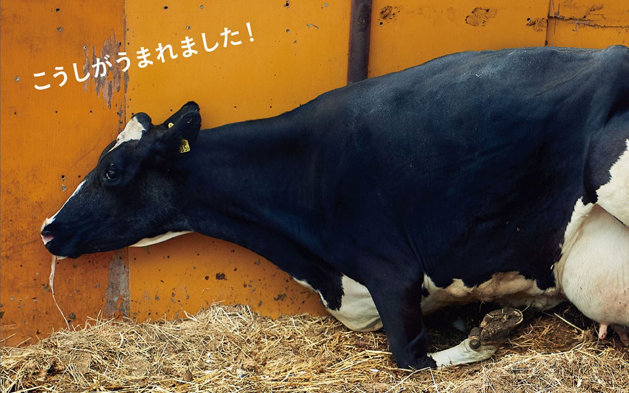 2ページ目 牛はだいたい雨の夜に出産するらしいです なぜなら 知っているようで知らない 牛乳の生産と流通 に迫る 文春オンライン