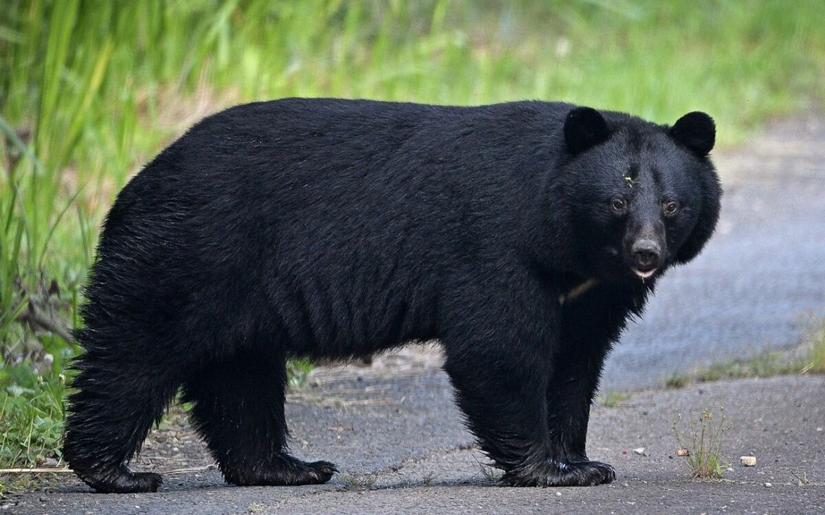 クマ遭遇対処法:ヒグマvsツキノワグマ、プロカメラマンが語る共生【インタビュー】 | 文春オンライン