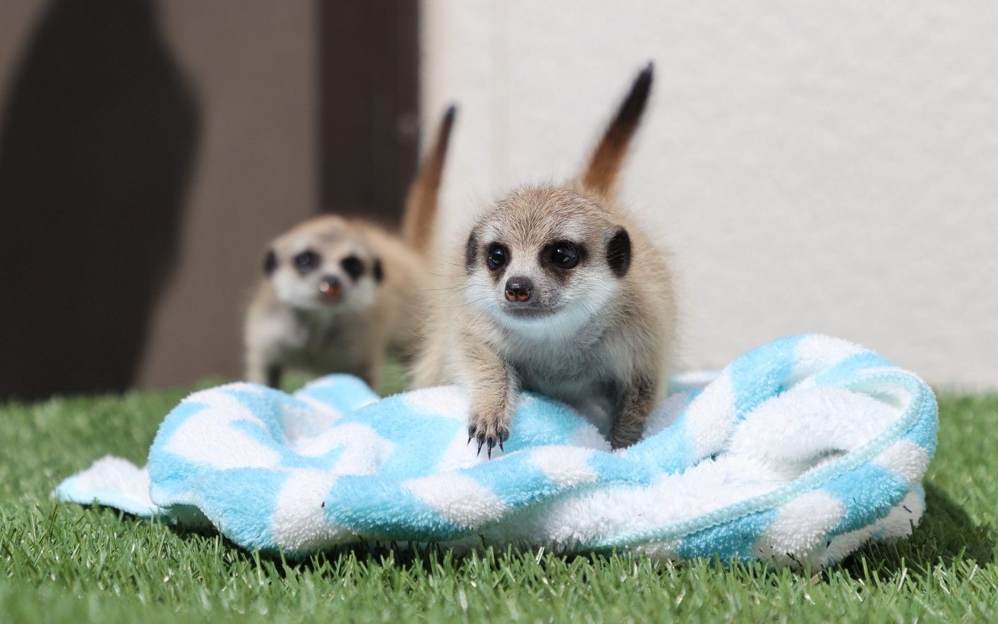 あまりの可愛さに胸キュン カピバラ ミーアキャット アリクイ フワフワな動物の赤ちゃん7種を特別撮 文春オンライン