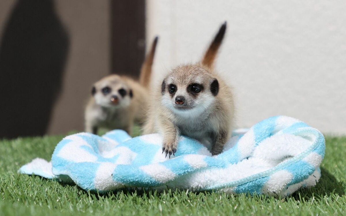 あまりの可愛さに胸キュン カピバラ ミーアキャット アリクイ フワフワな動物の赤ちゃん7種を特別撮 文春オンライン あまりの可愛さに胸キュン カピバラ ミーアキャット アリクイ フワフワな動物の赤ちゃん7種を特別撮 文春オンライン