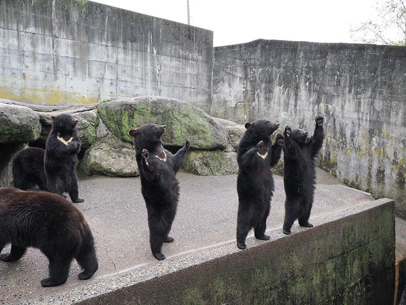 写真](3ページ目)あなたはこの「こぐま」たちのかわいさに勝てるか