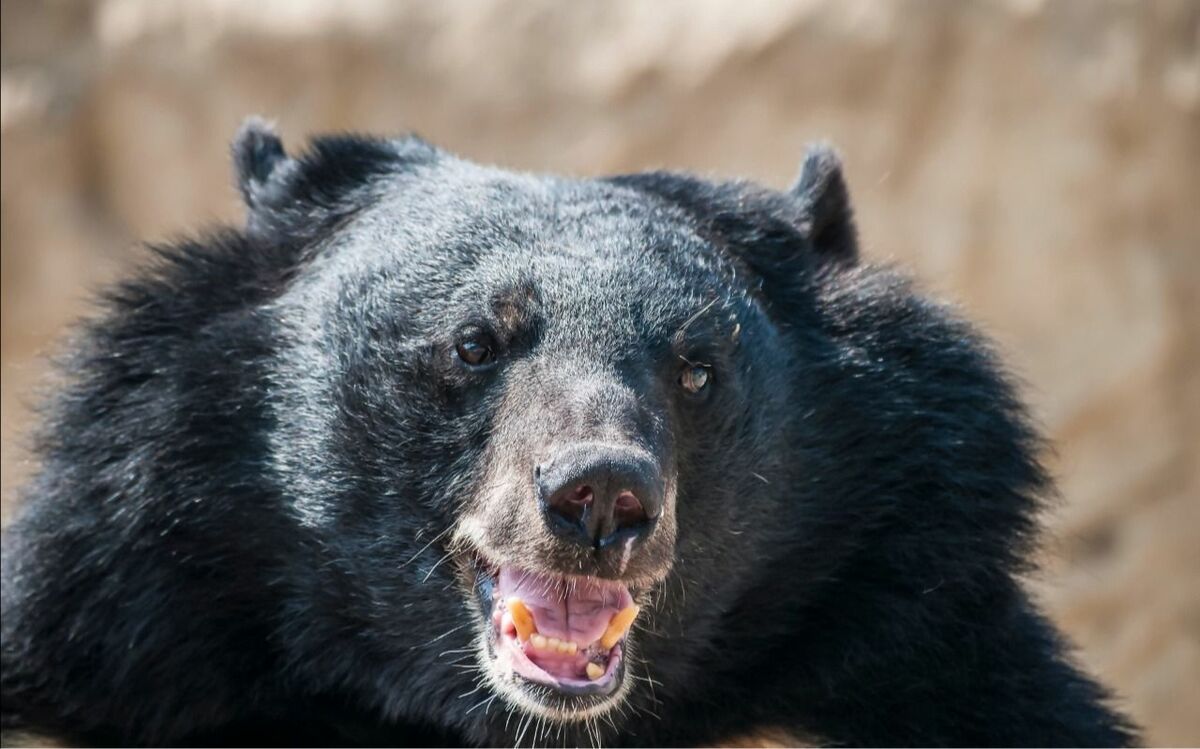 ランニング中にクマに嚙みつかれ「顔面がぐちゃぐちゃ」に…大ケガをしながらクマを殴り、家まで15分歩いて帰った登山家の“冷静すぎる対応” | 文春オンライン
