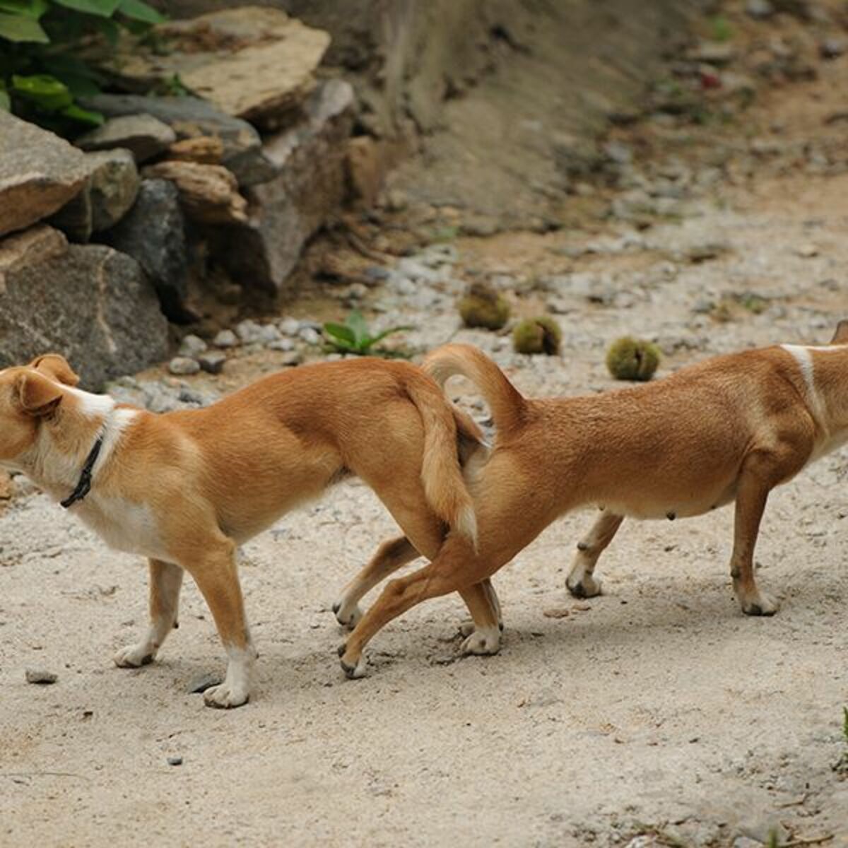 犬 ぼっき