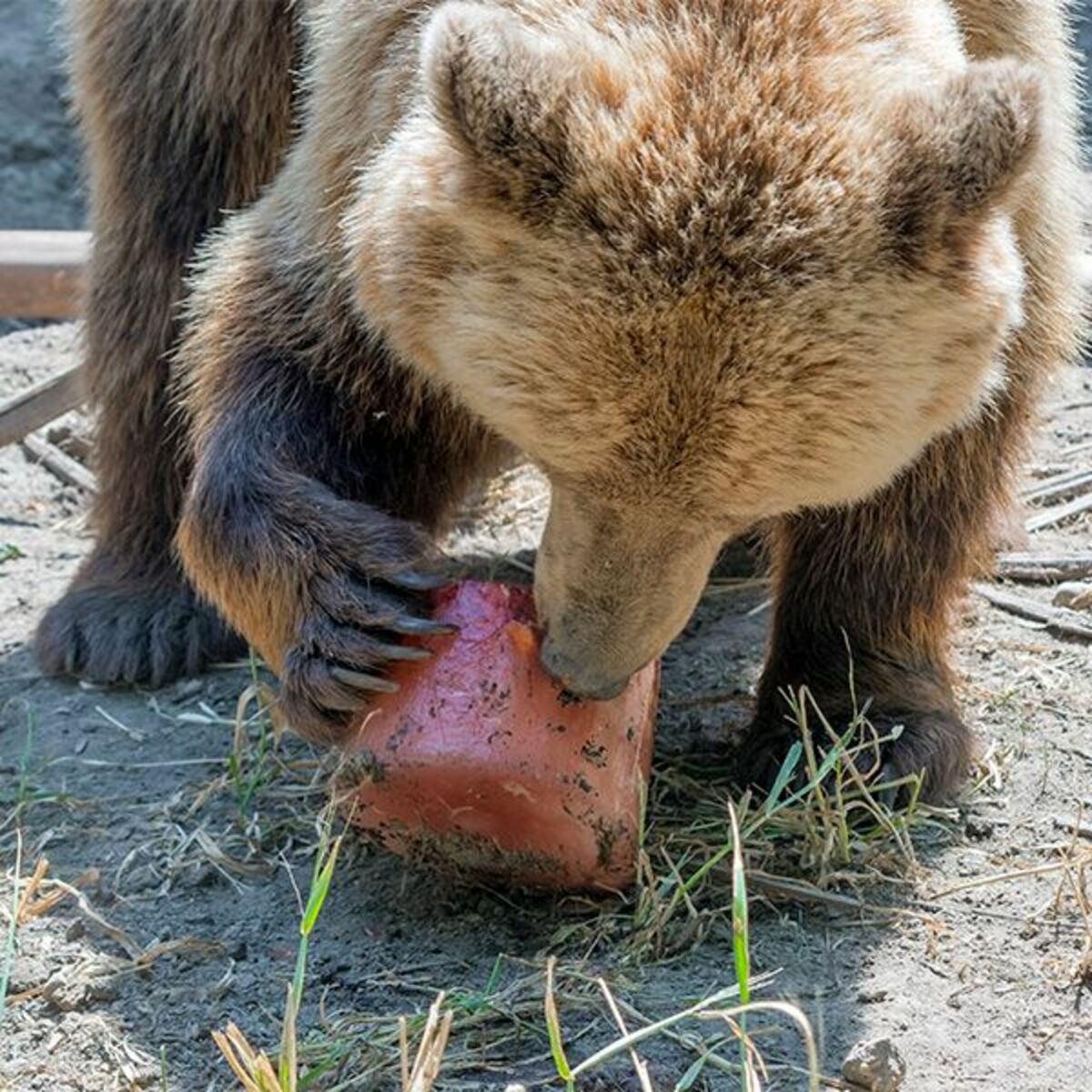 熊 の 餌
