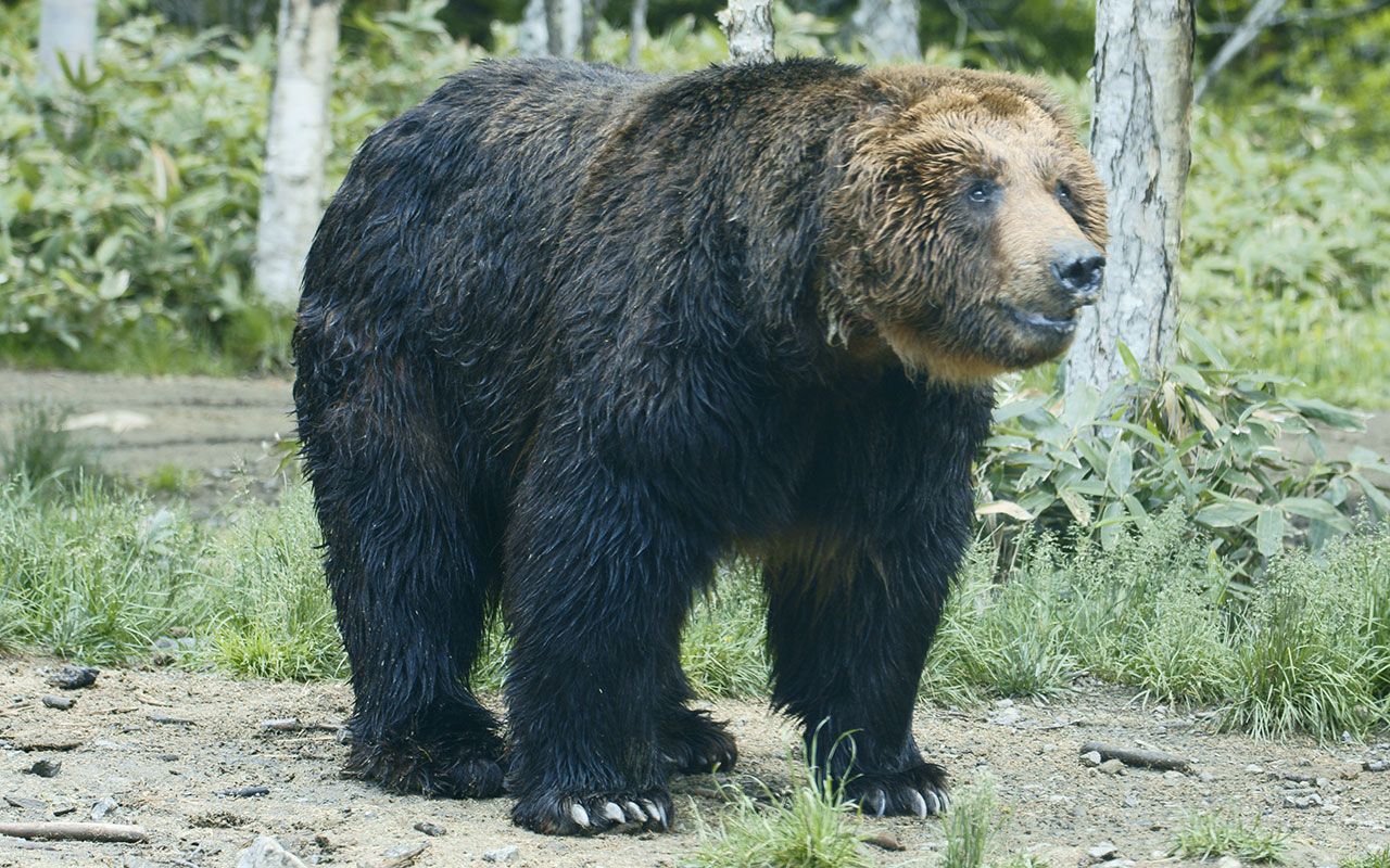 4ページ目)「太腿の骨まできれいに食べちまう」「するめ工場に侵入、20